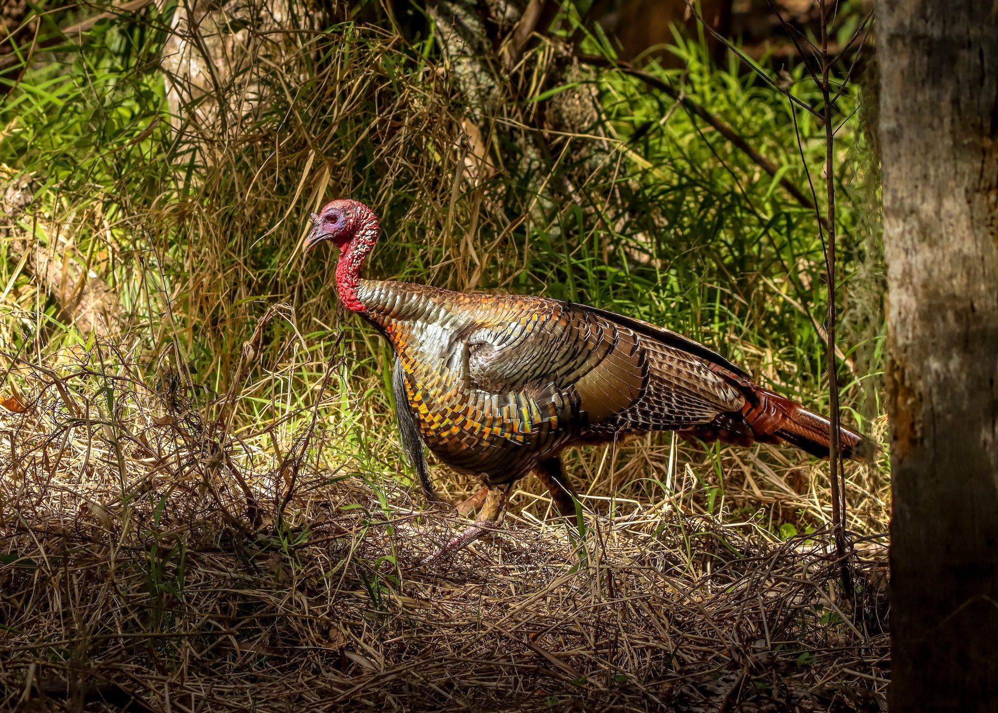 California Wild Turkey Hunt Oak Ridge Outfitters in Central California