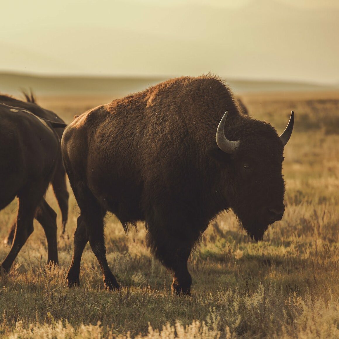 North American Bisons