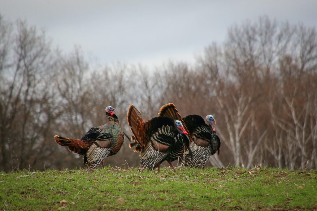 A group of three male wild turkeys showing their colorful plumage during spring mating season.