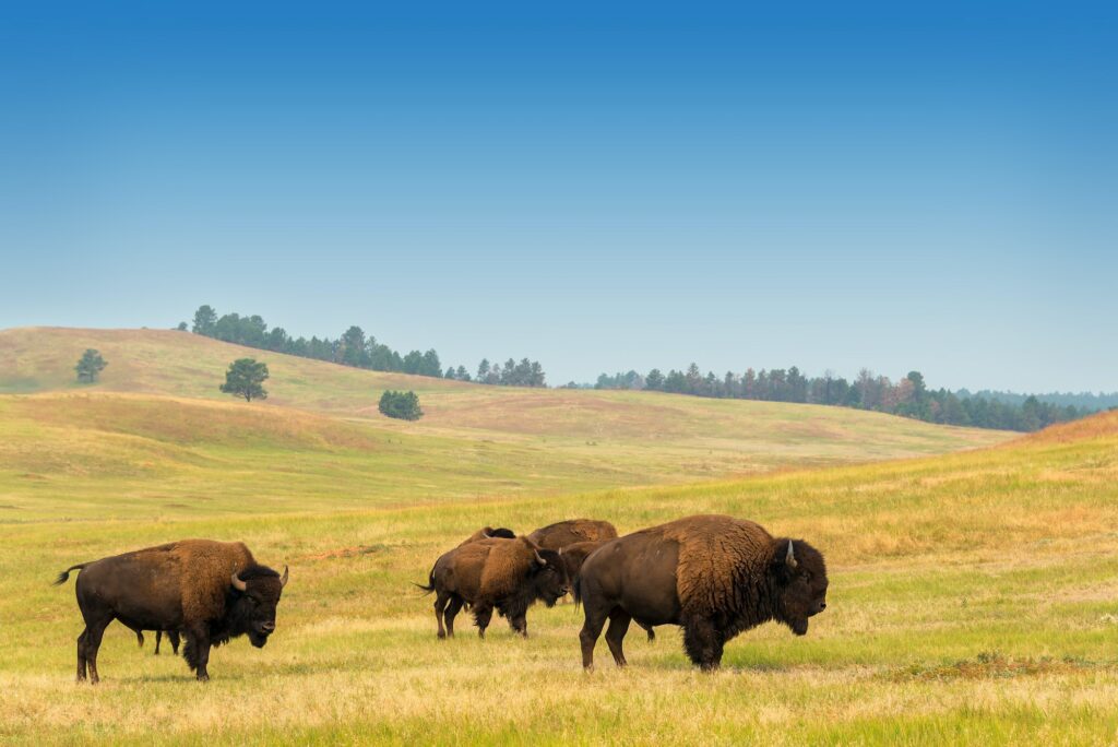 Herd of Buffalo