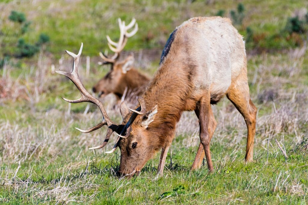 Large male Tule elk