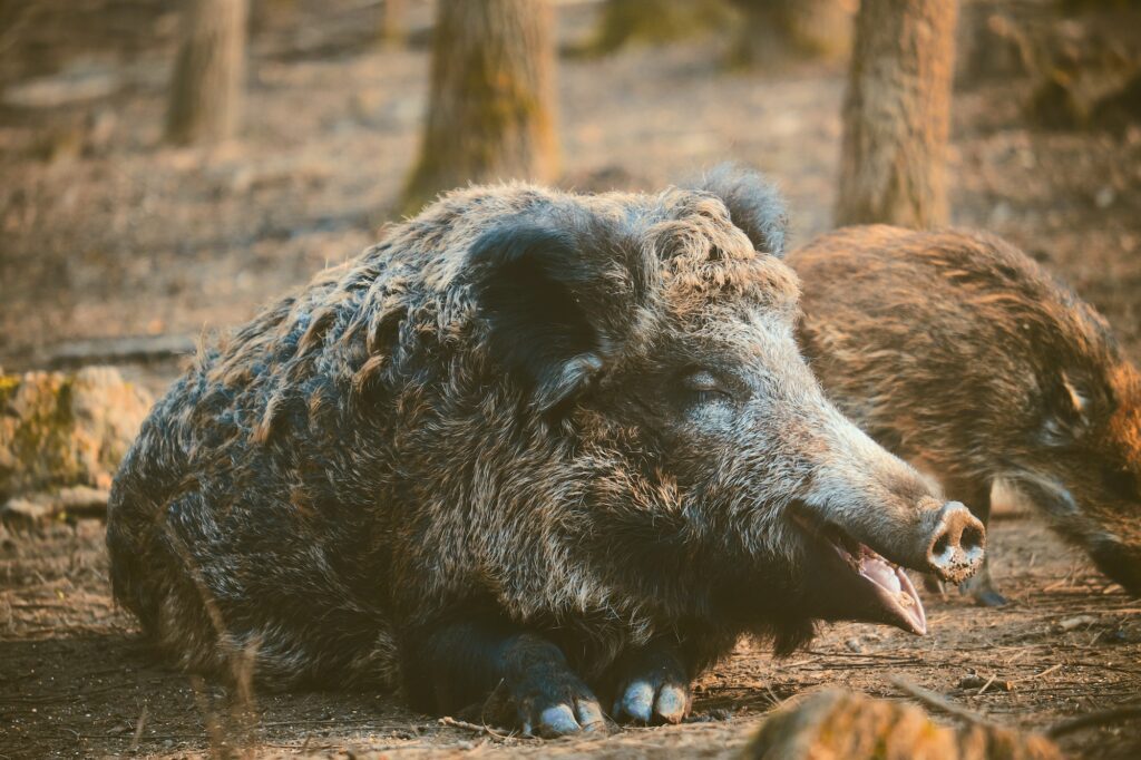 Wild boar, sus scofa